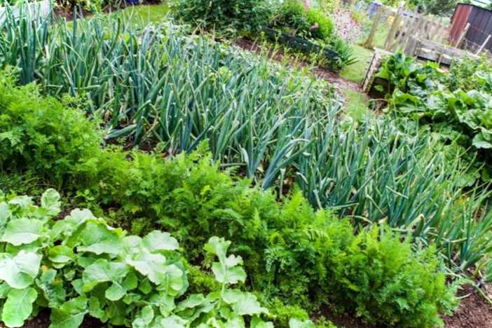 Комбіновані грядки і змішаний сад виглядає як спільна посадка, фото