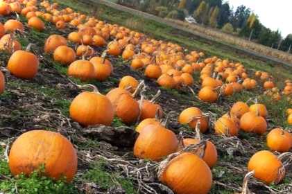 Кращий рецепт із замороженого гарбуза – що можна приготувати?