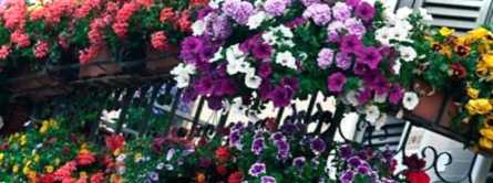 Багаторічні квіти для балкона або як організувати підвісну клумбу