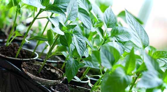 Яку розсаду можна садити наприкінці березня список овочів та квітів