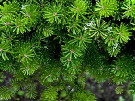 Кут у саду та його оформлення квітник у тіні та інші ідеї дизайну