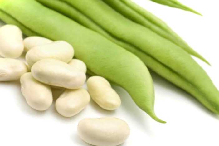 Хвороби та шкідники квасолі ознаки ураження, опис, заходи боротьби