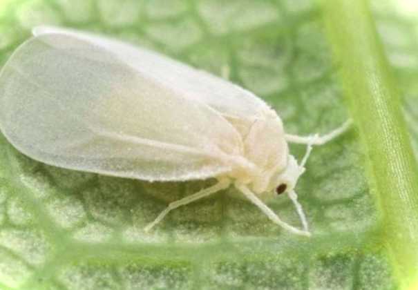 Методи боротьби з білокрилкою шашки Тамбей, тютюнова, сірчана та тротилова