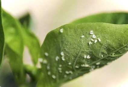 Білокрилка на розсаді - як швидко позбутися її в домашніх умовах