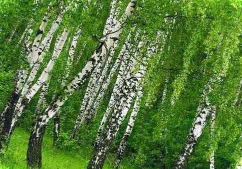 Що можна садити під березою найкраще сусідство з квітами та чагарниками