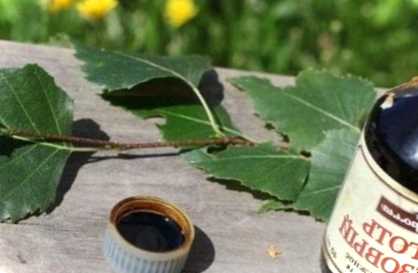 Березовий дьоготь - застосування в саду та городі. Як використовувати березовий дьоготь від шкідників