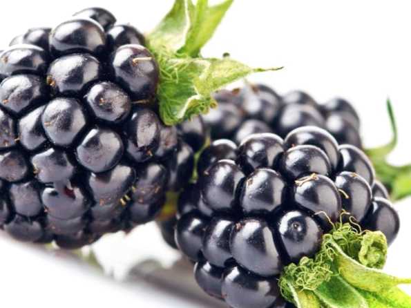 Рекомендацій щодо догляду та посадки ожини без шипів перевірені поради