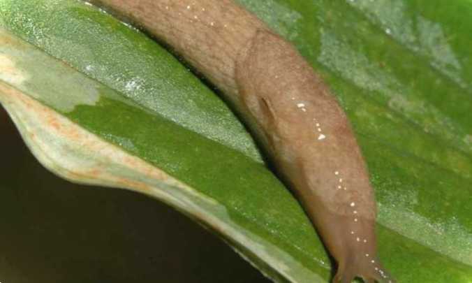 Засіб від слимаків на капусті, ніж обробити врожай від шкідника