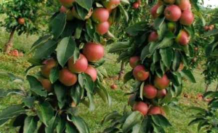 Як обрізати карликові яблуні добірка рекомендацій щодо догляду