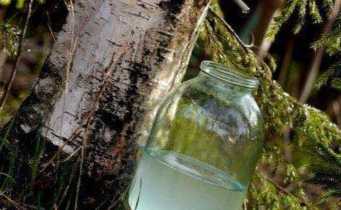 Як відбувається консервація березового соку? Що потрібно для того, щоб зберегти сік?