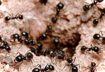 Безпечний засіб від мурах ефективний шприц від комах