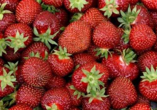 Всі сорти пізньої полуниці фото та назви. Як вибрати полуницю на посадку