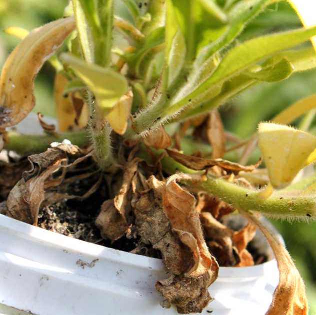 Жовтіє, в'яне та гине розсада айстри у відкритому ґрунті чому, як лікувати