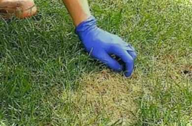 Хвороби газонної трави чомусь росте колами і з'являються гриби