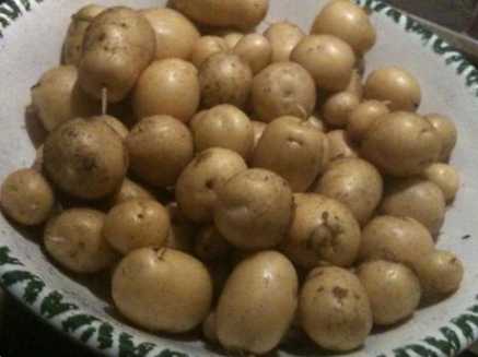 Основні небезпечні шкідники картоплі фото, опис та боротьба з ними