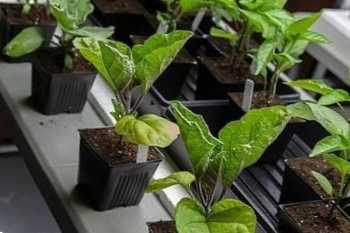 Коли садити баклажани на розсаду в домашніх умовах