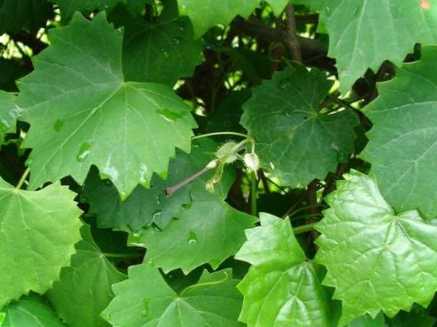 Як підвищити врожайність винограду добірка найефективніших рекомендацій