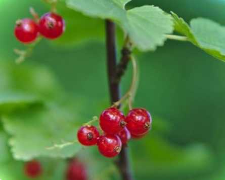 Смородина при посадці і чи потрібно її обрізати як сформувати кущ