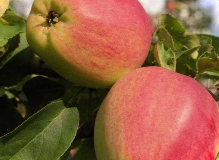 Найбільш зимостійкі сорти яблунь добірка для середньої смуги