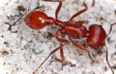 Які мурахи корисні для саду та городу – чи існують такі?