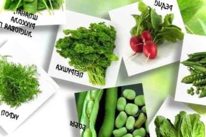 Що садити в липні на дачі рекомендації садівникам-початківцям