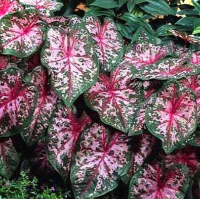 Каладіум Пінк пантер, Пінк б'юті та інші види фото та опис