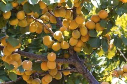 Абрикос і як його змусити плодоносити після цвітіння, чому немає плодів