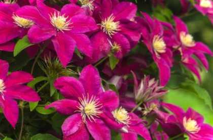 Клематиси в саду Фото оформлення ділянки та особливості посадки