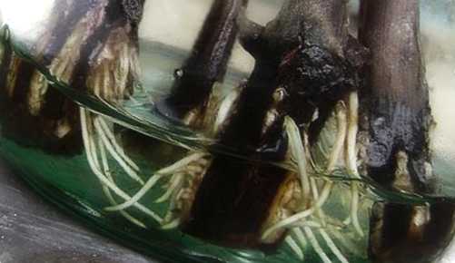 Розмноження кореневими живцями як зробити, приклади рослин