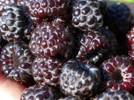 Варення з чорної малини - смачний та швидкий рецепт зимових заготовок
