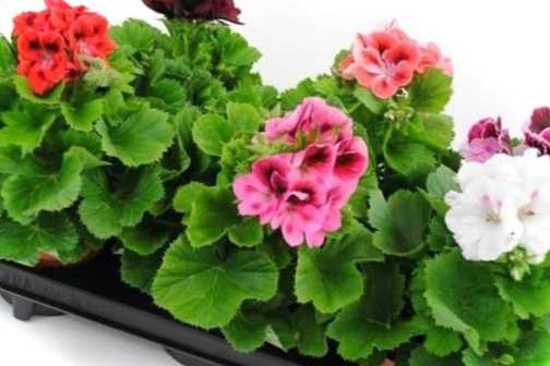 Скручується листя у квітів чому це відбувається і що робити?