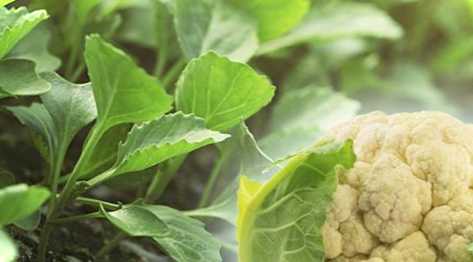 Кольорова капуста чомусь цвіте, не росте, рожевіє чи темніє