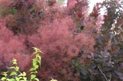 Скумпія Грейс, посадка та догляд у дизайні саду чомусь не цвіте, яка морозостійкість