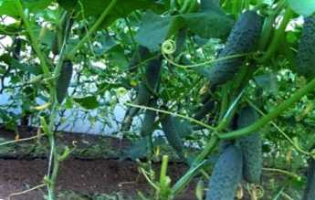 Формування огірків на шпалері у відкритому ґрунті фото, особливості