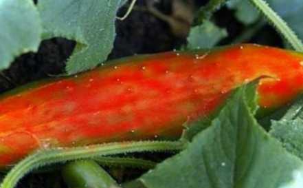 Тладіанта сумнівна як позбутися червоного огірка на ділянці