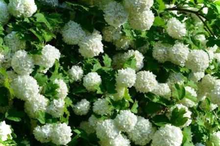 Калина Бульденеж - посадка та догляд у відкритому ґрунті