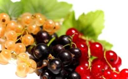 Як готується чорна смородина на зиму без варіння? Корисні рецепти
