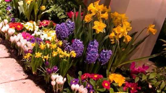 Клумба мрія садівника, що не вимагає догляду, або звичайна реальність