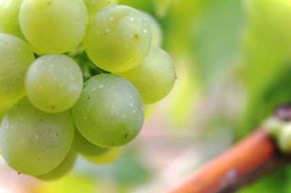 Система захисту винограду від шкідників та хвороб, ніж обробляти на зиму