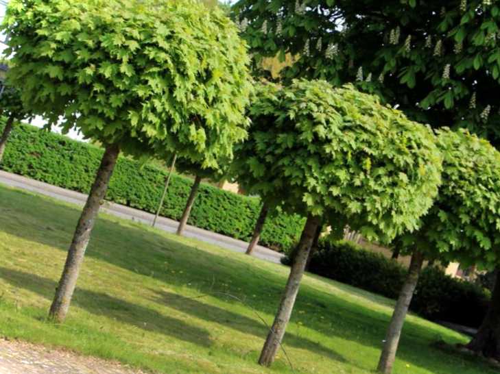 Створюємо прохолоду, яке дерево посадити біля будинку для отримання тіні