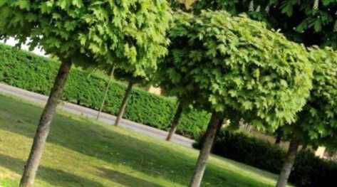 Клен на ділянці плюси та мінуси цього дерева, його умови вирощування