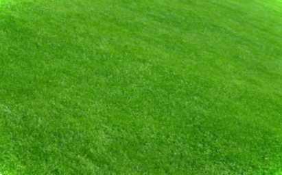 Чи можна стелити рулонний газон на пісок? Технологія посадки