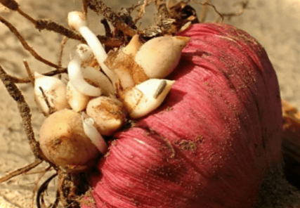 Дітки гладіолусів – що з ними робити навесні