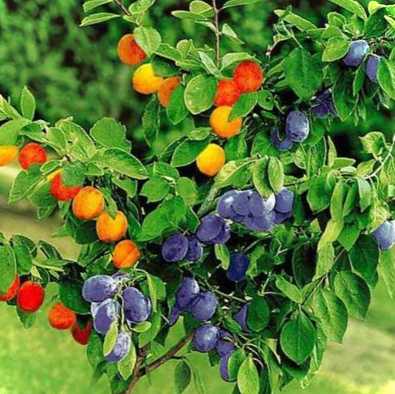 Цікаві та когнітивні факти про цвітіння сливи, коли вона цвіте