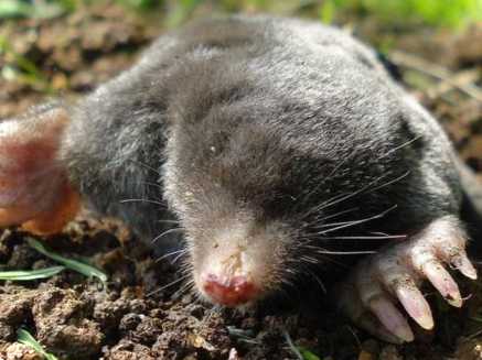 Кроти на дачній ділянці як виглядають, що їдять, як їх позбутися