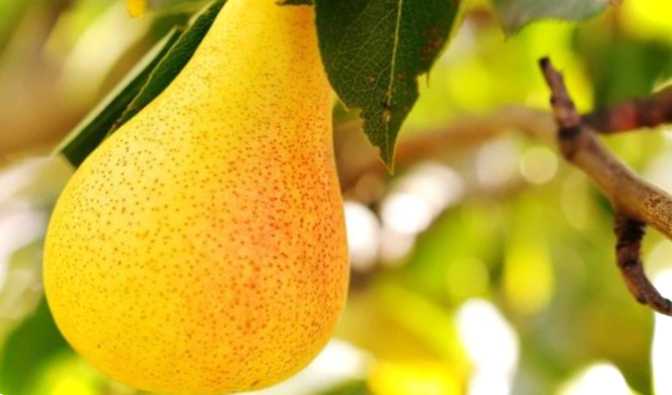 Найсмачніші ранні сорти груш для Підмосков'я топ найкращих сортів