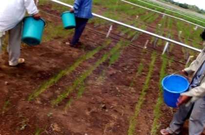 Комплексне органомінеральне добриво (ЗМЗ) рідке та в гранулах – що вибрати