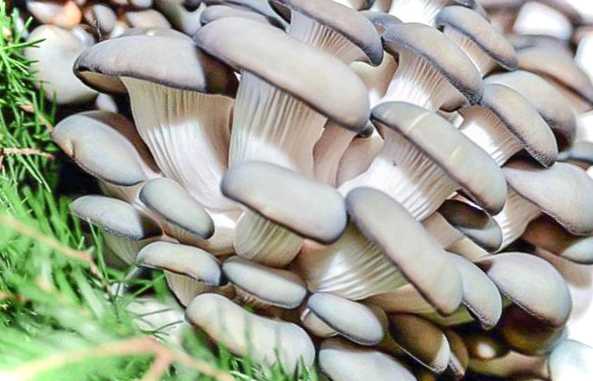 Вирощування глив на дачі як самостійно розводити гриби