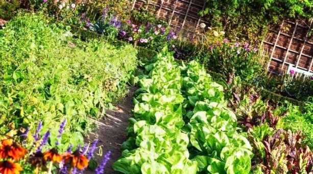 Які добрива потрібні для городу та саду? Види та хімічні склади