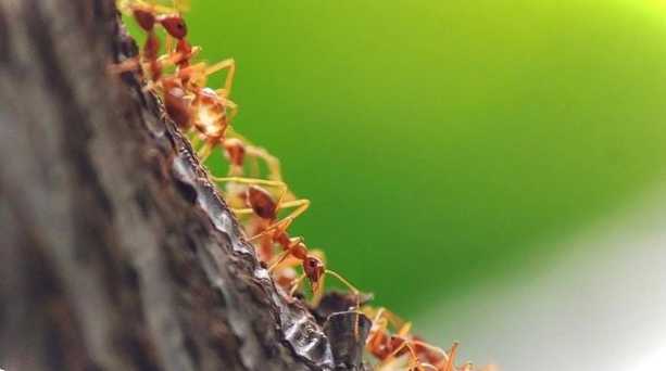 Народні засоби від мурах у теплиці як позбутися їх назавжди